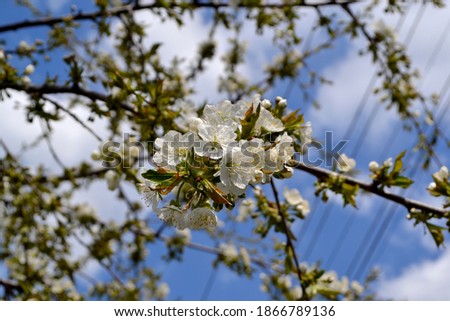 Prunus avium. Sweet cherry tree. Beautiful floral spring abstract background of nature. Spring