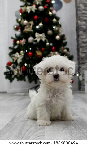 A maltese puppy in front of the Christmas tree.