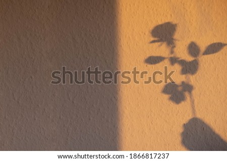 morning shadow from rose flower and girl's hand on the wall in the morning
