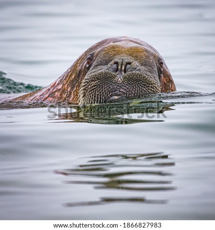 Close up of female walrus investigating the visitors