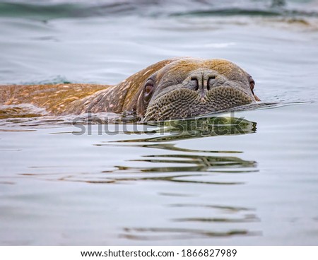 Close up of large female walrus in the waters off Norwray