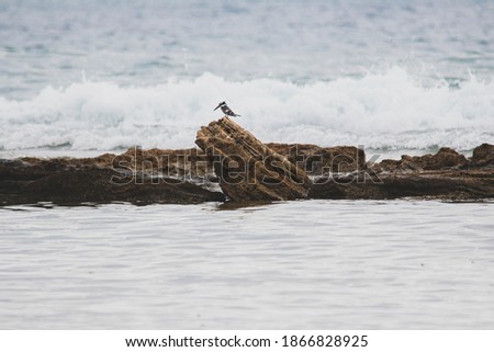 Ceryle Rudis resting on a rock Royalty-Free Stock Photo #1866828925