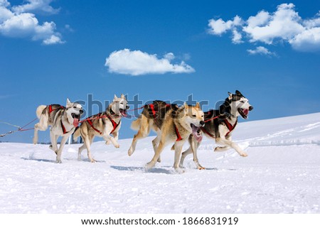 husky race on alpine mountain in winter