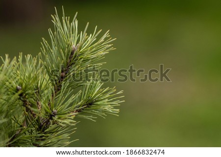 Pine branch close-up on a green natural background. Christmas tree. Green christmas background. new year card template
