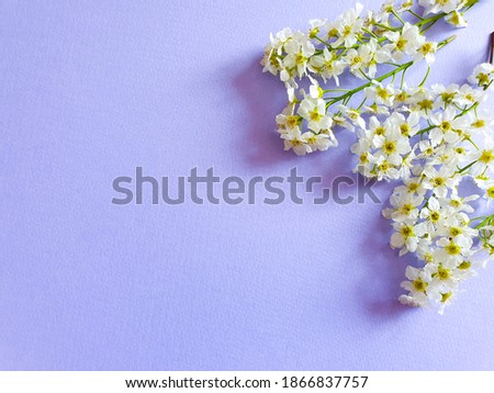 Floral pattern, frame of white flowers. Blooming bird cherry on purple background. Top view, flat lay style, copy space for text and products.