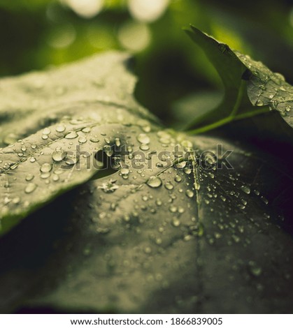 drops water in a leaf 