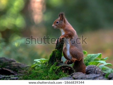 Curious Eurasian red squirrel (Sciurus vulgaris) in the forest of Limburg in the Netherlands.