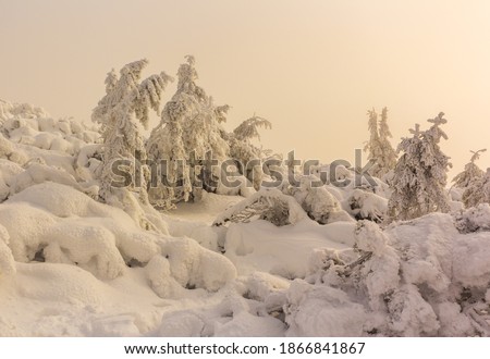 Christmas trees covered in snow. Frosty morning in Carpathian mountains, Ukraine, Europe. Christmas holiday concept. Perfect winter wallpaper.