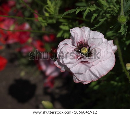 Closeup white poppy on a blurred multicolor flower bed background. Shuttlecocks of wildlife. 
Selective focus.

