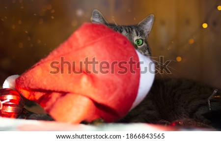 Merry Christmas greeting card with lying tabby cat. Funny new year cat peeking out from behind a red Santa hat is on festive background with beautiful golden bokeh,garland lights and falling snow
