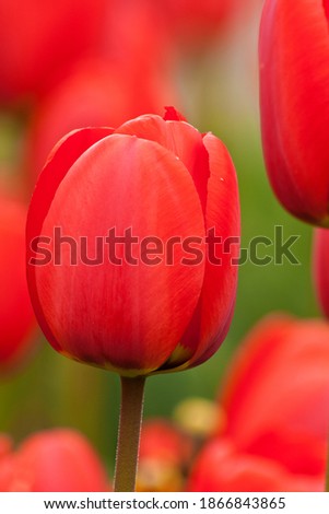 close up of a red tulip