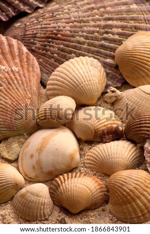 shells and scallops in the sand