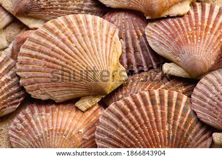 close up of scallops in the sand