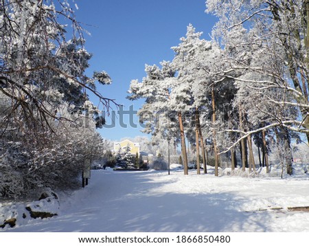Beautiful landscape of a winter park. Snow covered trees and paths. Winter park. Perspective. Beauty and mood