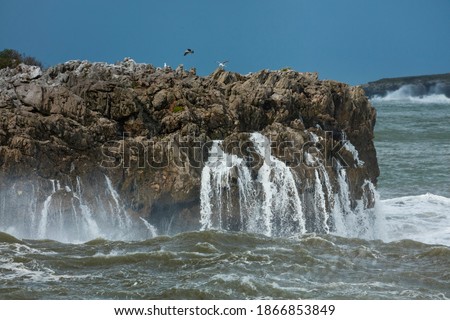 Yellow legged gull (Larus michahellis) by the Cantabrian Sea in the coastline of Islares village of Castro Urdiales Municipality in Cantabria Autonomous Community of Spain, Europe