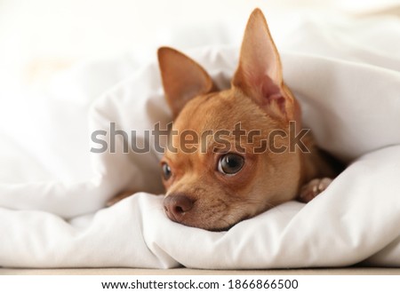 Cute Chihuahua dog wrapped in blanket at home, closeup