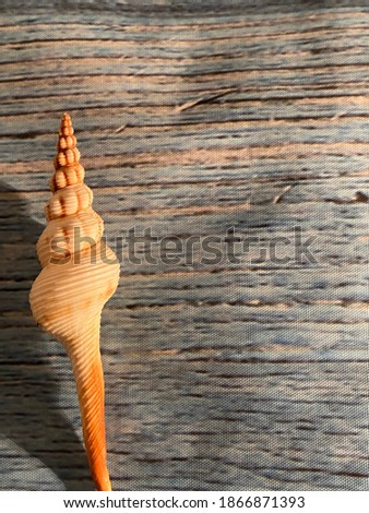 cone shell tulip minimalist, minimal fibonacci FASCIOLARIIDAE on wooden background with copy space 
