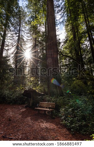 Empty bench in a redwood forest with sunburst in the morning