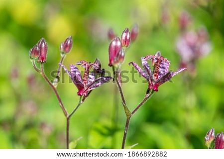Close up of toad lily (tricyrtis hirta) flowers in bloom