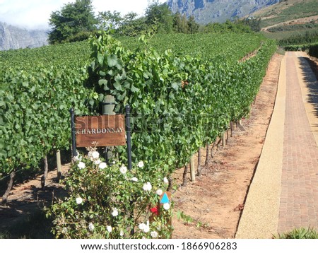 Vineyard of Chardonnay grapes in Summer.