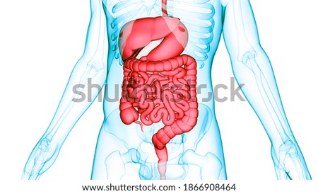 Human Digestive System Anatomy. 3D