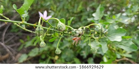 Solanum trilobatum or Solanum violaceum is used as food or herbal remedy for diseases such as relieving cough, sore throat, dissolving phlegm and treating diabetes.