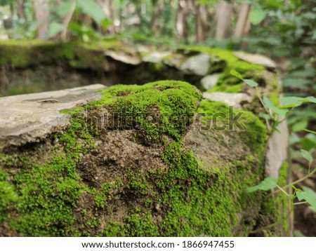 photo of moss growing on the rocks