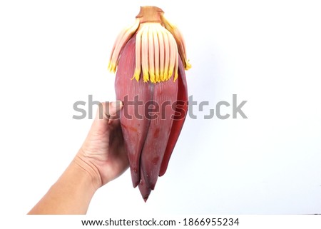 female hand holding fresh banana blossom isolate on white background