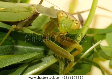 Large praying mantis on a background of green grass and leaves