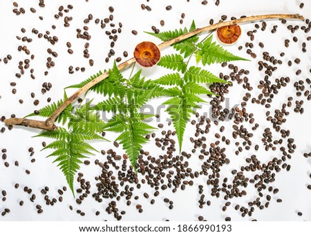 Picture of coffee beans on a white background and in the frond A branch with a mushroom in the picture.