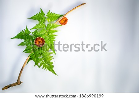 A picture of a mushroom on a branch and in a fern on a white background
