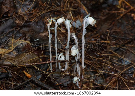 A cluster of Indian Pipe Wildflowers on the Union Mine Interpretive Trail, in the Porcupine Mountains, in the Upper Peninsula of Michigan. 