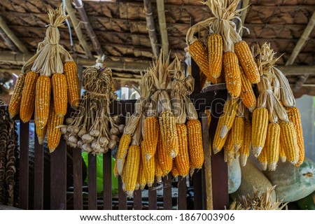 The Dried Corn cob hanging the farmer of traditional hut in Thailand, Ripe corn cobs dried in the sun.