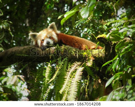 The rare and endangered red panda