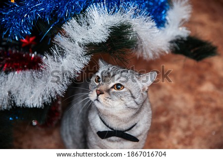 A gray tabby cat with a black butterfly on its neck near a Christmas tree. Christmas and new year holidays.