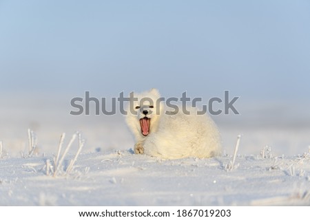 Arctic fox (Vulpes Lagopus) in wilde tundra. Arctic fox yawning.