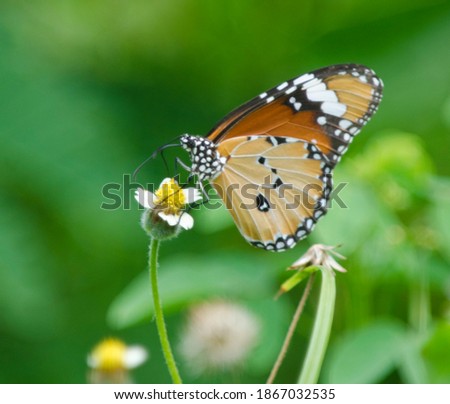 A beautiful butterfly in the garden