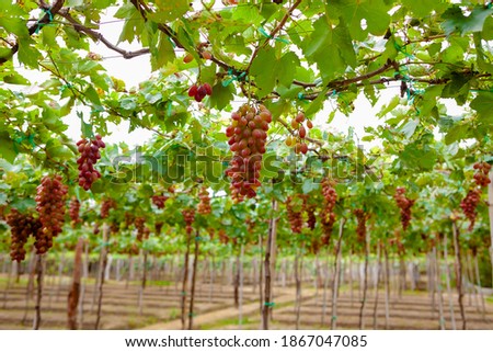 Ba Moi vineyard, in Ninh Thuan province, Vietnam Royalty-Free Stock Photo #1867047085