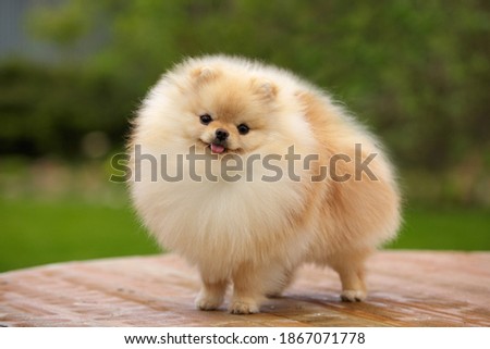 pomeranian spitz toy dog outdoor on green lawn Royalty-Free Stock Photo #1867071778