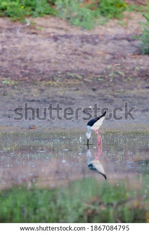 Black-winged Stilt feeding at eye level in natural pond