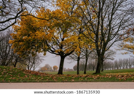 A tree in yellow autumn colors with a misty background. Picture from Scania county, Sweden