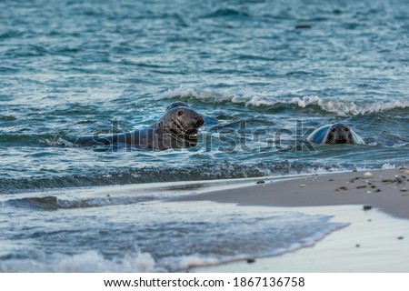 Harbor seals swimming in the ocean. Picture from Falsterbo in Scania, southern Sweden