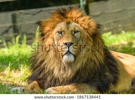 adult male of barbary lion (Panthera leo leo) portrait Royalty-Free Stock Photo #1867138441
