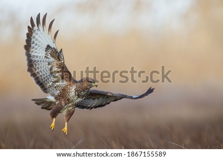 Common buzzard in flight hunting over marshlands in the winter at dawn Royalty-Free Stock Photo #1867155589