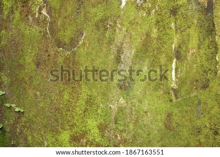 Old walls that have been overgrown with moss and algae