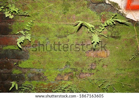 Old walls that have been overgrown with moss and algae
