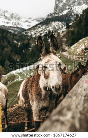 Beautiful little brown donkeys graze in nature on a background of alpine mountains with snow on top. Spring, pasture, village, little horse, travel.