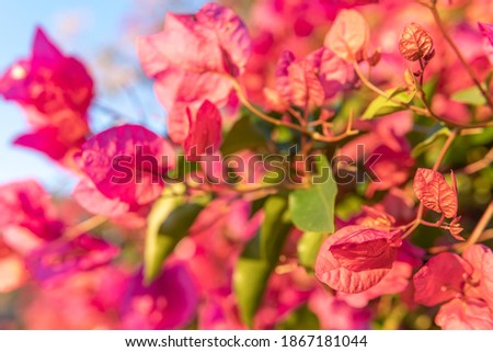 Close-up of the pink flowers of the Mediterranean plant Bougainvillea, with the background blurred with a bokeh effect