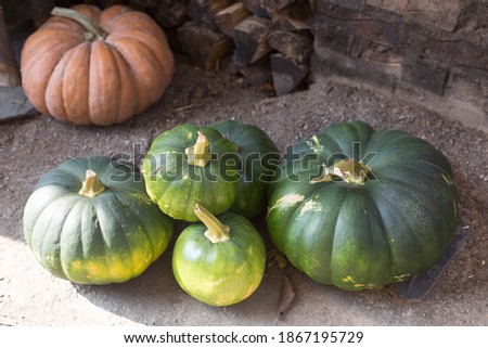 green pumpkins in garden autumn harvest time