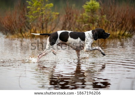 Dog english pointer hunting on the swamp in the autumn  Royalty-Free Stock Photo #1867196206